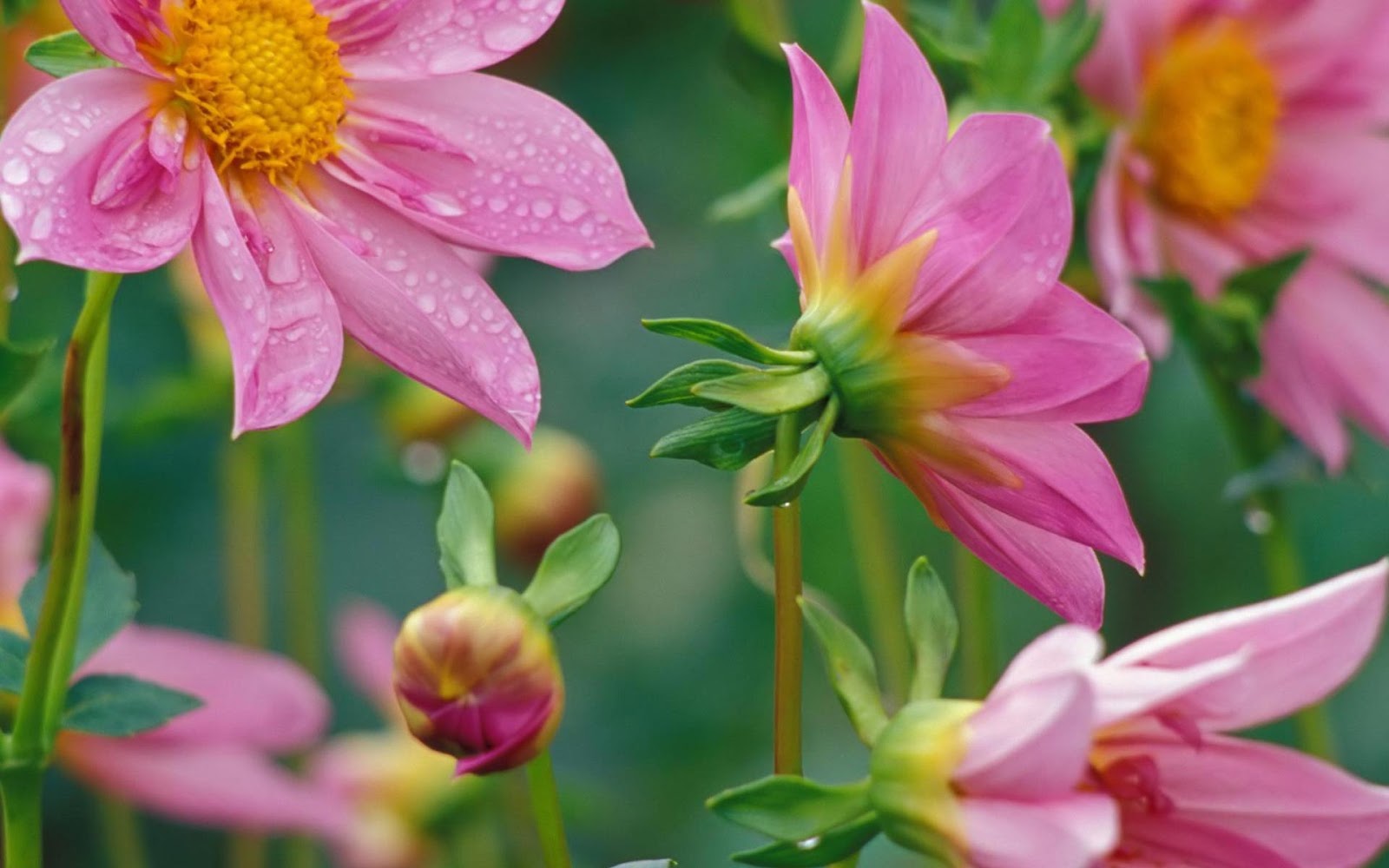 flowers for desktop flowers for desktop